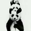 Avatar carlosdeividepanda