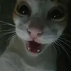 Avatar pipinha29