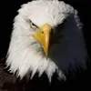 Avatar eduardoguimaraes8175