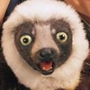 Avatar zoboomafoo