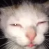 Avatar preguicinha