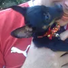 Avatar filipe_ramos