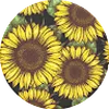 Avatar solflores
