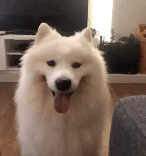 cachorro-piscando.gif