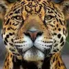 Avatar alan.santos1xj