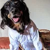 Avatar teddog