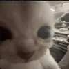 Avatar lelehbass