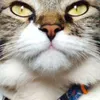 Avatar hayanekimura