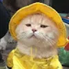 Avatar chattypanda877