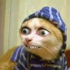 Avatar ronald_chapolin