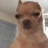 Avatar thiagovbezerra
