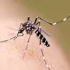 Avatar disque_dengue