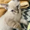 Avatar shoty