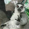 Avatar livia_2022