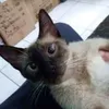 Avatar naurizito
