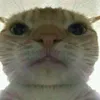 Avatar danivrau