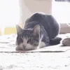 Avatar felinista