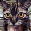 Avatar florencio.picado