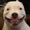 Avatar luangarciagoec