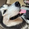 Avatar dogdog