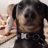 Avatar terereu