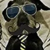 Avatar phelipe_tozzi