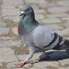Avatar pombo_oldazu