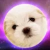 Avatar bandieira