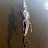 Avatar cg