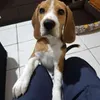 Avatar tabinho011