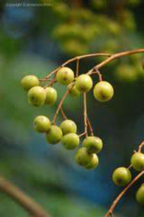 4028536-HOlcB.jpg