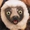 @zoboomafoo