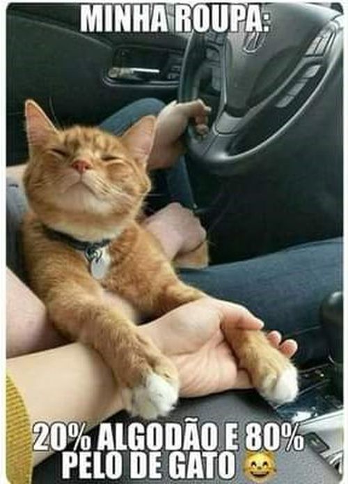 Gato.jpg