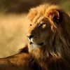Avatar leonardopereira9590