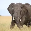 Avatar elefante