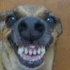 Avatar capivaradaspromocoes9016