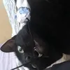 Avatar teledogo