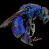 Avatar insetoazul