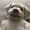 Avatar torokl