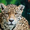 Avatar onca51