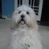 Avatar heitorferreira