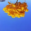 Avatar marcusvnj
