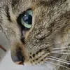 Avatar gato_marcia