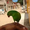 Avatar arielk2