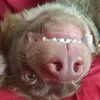 Avatar fredino