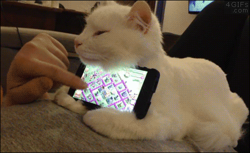 gato suporte de celular.gif