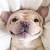 Avatar thedog
