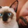Avatar nandovanpelt