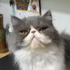 Avatar quatidosbugs0436