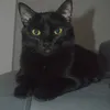 Avatar ninjacat